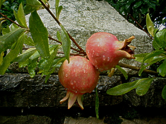 Punica granatum / Melograno